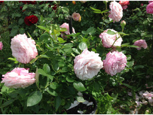 ���� ���������� ���������������