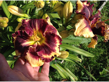 �������� �������