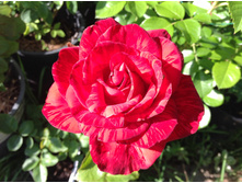 ���� ��� �������  �/�