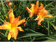 �������� ������� �����