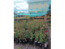 ����������� viber 2023-07-11 15-15-10-666.jpg