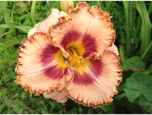 �������� ���� ����