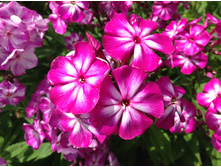 ����� ������ ���