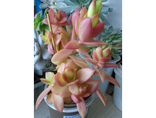 DSC08177.JPG �������� ������