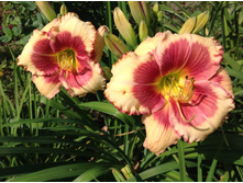 ������  ��������