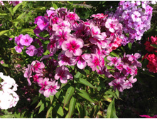 ����� ������ ����