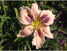 �������� ���� �����