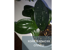 ���� ������� �����