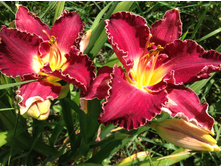 �������� ������� �� �����