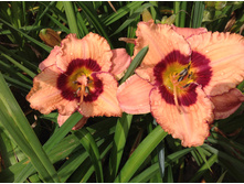 �������� ����� �������������