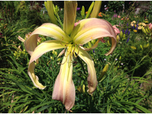 ������ ������