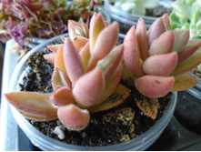 DSC08163.JPG �������� - 100 -��������.