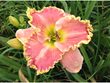 �������� ������