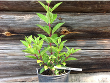 ��������� ����������� ���������