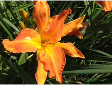 �������� ������� �����