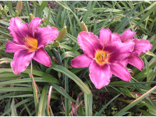 �������� ������� ��������