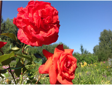 ���� (��������� ��������)