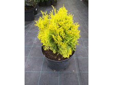 ��� ������ ���, �3, 60-80, 2300 ���