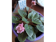 ������ Morgan's Maeves Blush