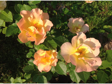 ������ �������