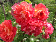 ���� ������ �����