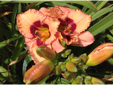 �������� ����� �������������