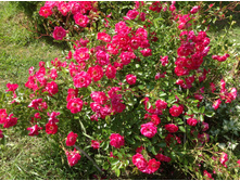 ���� �������������� ������