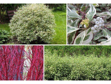 ����� ����� �������������,�3 50-60, 458 ���