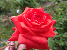 ���� (��������� ��������)