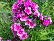 ����� �������� ������