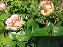 ���� �������