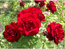 ���� ���������