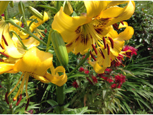 ����� ����