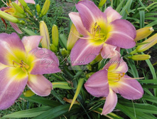 ��� ����� +))