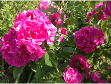 ���� ����� �����