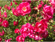 ���� �������������� ������