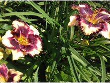 �������� �������