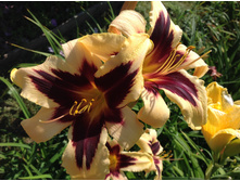 ����� ������