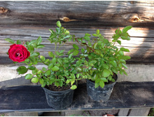 ���� ���������� ���� ����������� - 300 ���.  ���� 8 ��.