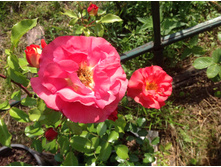 ���� ������ �����