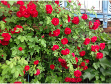 ���� ��������� ����������--300 ���.  ���� 1 ��.