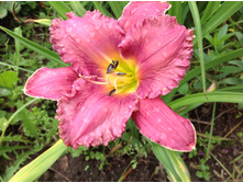 ���� �� �����