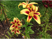 ����� ����� �����