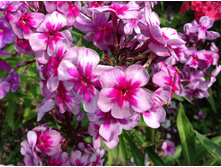 ����� ������ ����