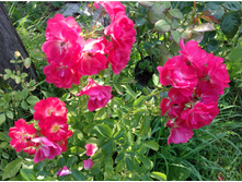 ���� ���������� ���� ������-  350 ���.