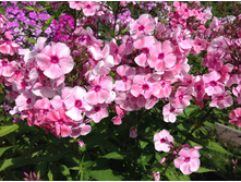 ����� �����