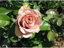 ���� �������