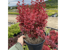 �������� �������� ����� �����, �2, 30-40, 851 ���