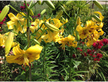 ����� ����