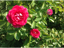 ���� ���������� - 400 ���.